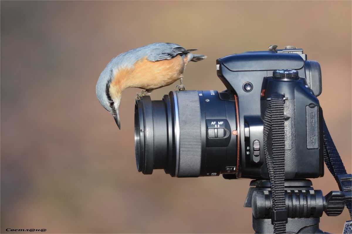 25 ярких фотографии птиц со всего мира, глядя на которые остаётся только восхищаться талантами матери-природы