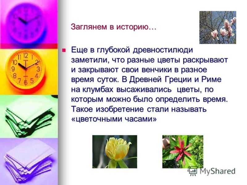"биологические часы" растений | неизвестное об известном - интересные факты о растениях и животных