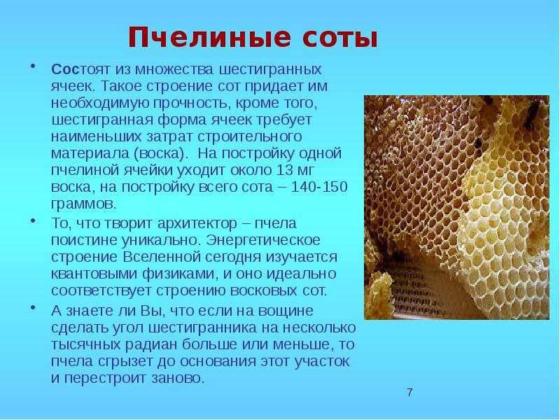 Геометрия пчелиных сот