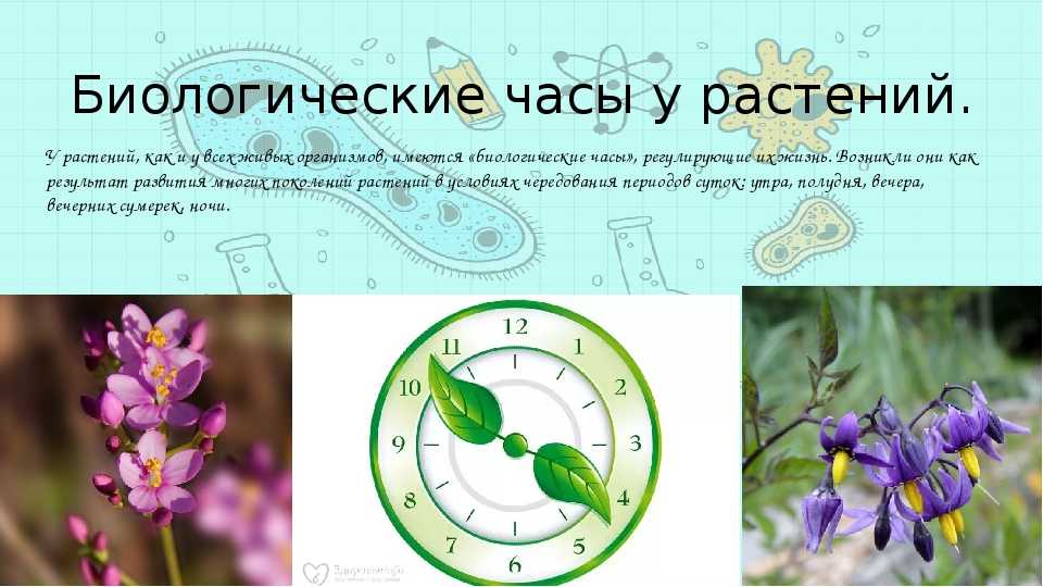 Хризантемы в саду: особенности выращивания в открытом грунте - sadovnikam.ru