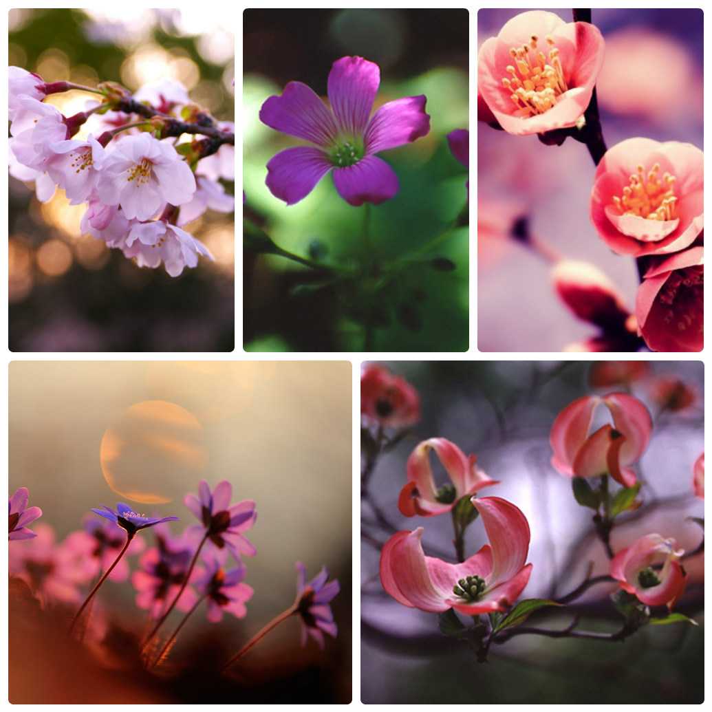 Фотосъемка с цветами. как правильно фотографироваться с цветочными композициями.