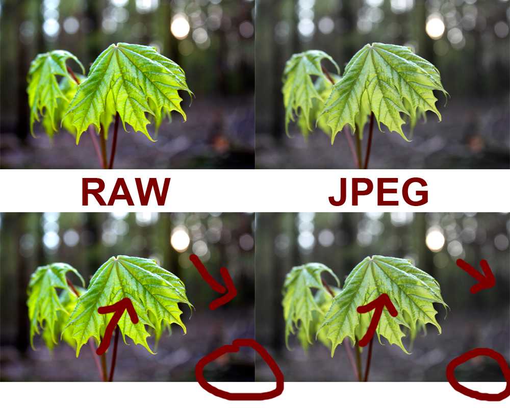 Формат raw: что это такое. raw или jpeg что лучше? raw vs dng