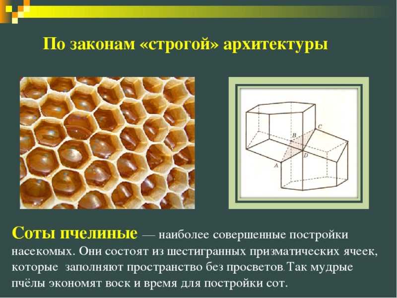 Строение и польза пчелиных сот