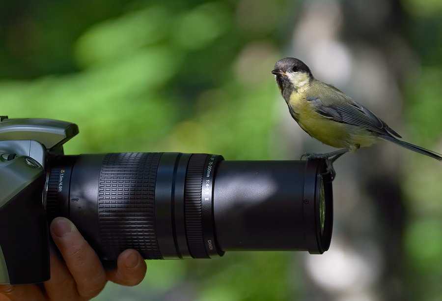Как фотографировать птиц. теория и практика