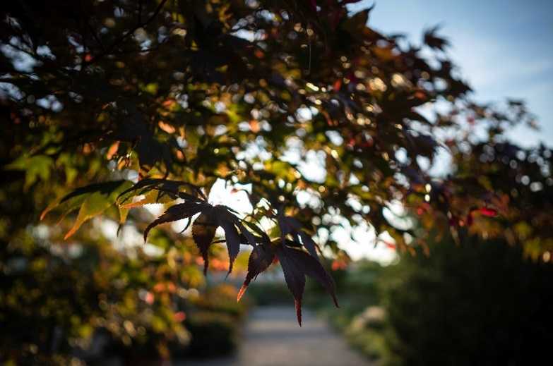 Samyang 14mm f/2.8