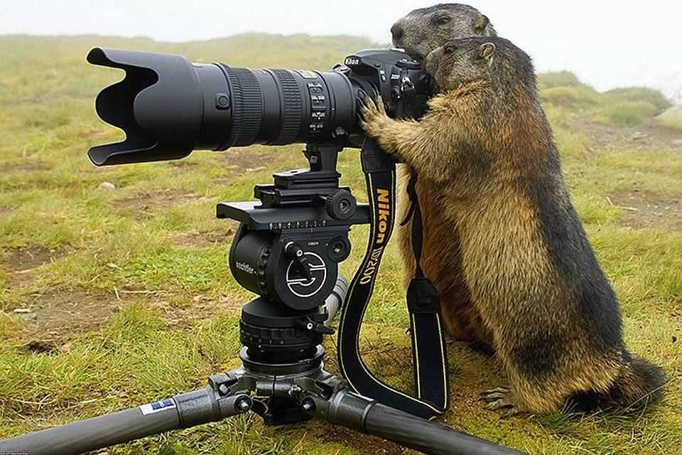 Как фотографировать собак. секреты профессиональной фотосъемки