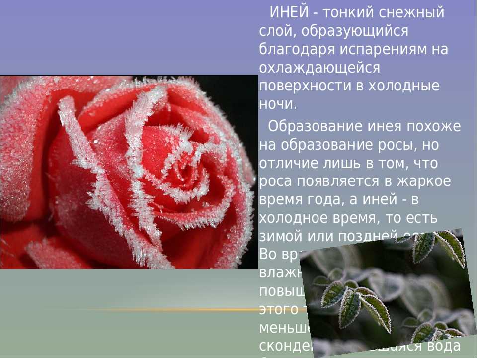 Иней: как образуется, разновидности, 7 интересных фактов