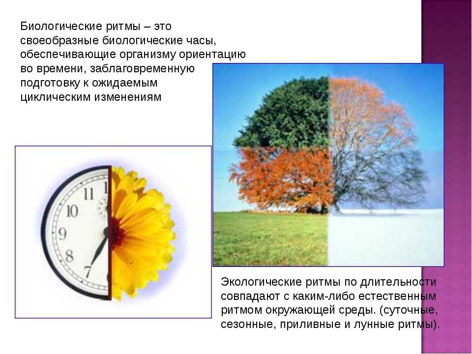 Сезонные изменения организмов летом. Суточные ритмы растений биология 6 класс. Биоритмы в жизни растений. Суточные и сезонные биоритмы. Сезонные биоритмы природы.