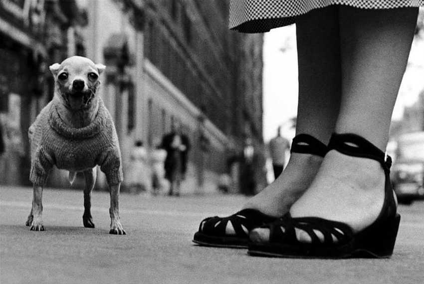 Elliott erwitt - собачки и великие люди - photar.ru