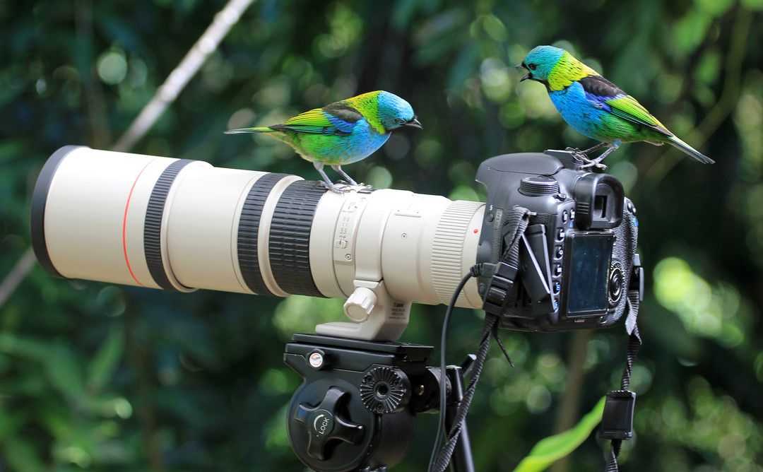 Фотографируем птиц | gularis.com